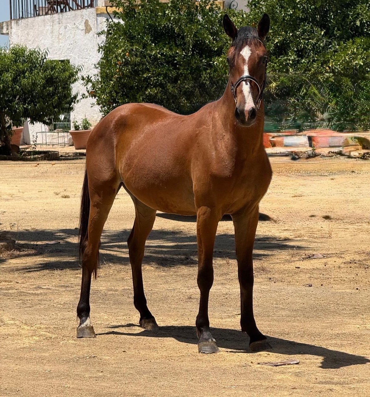 horse